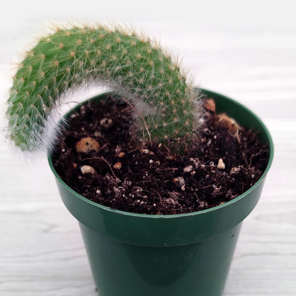 Cactus Plant - Monkey Tail - 4 inch + Long - Live Plants In 3" Pot (MD)