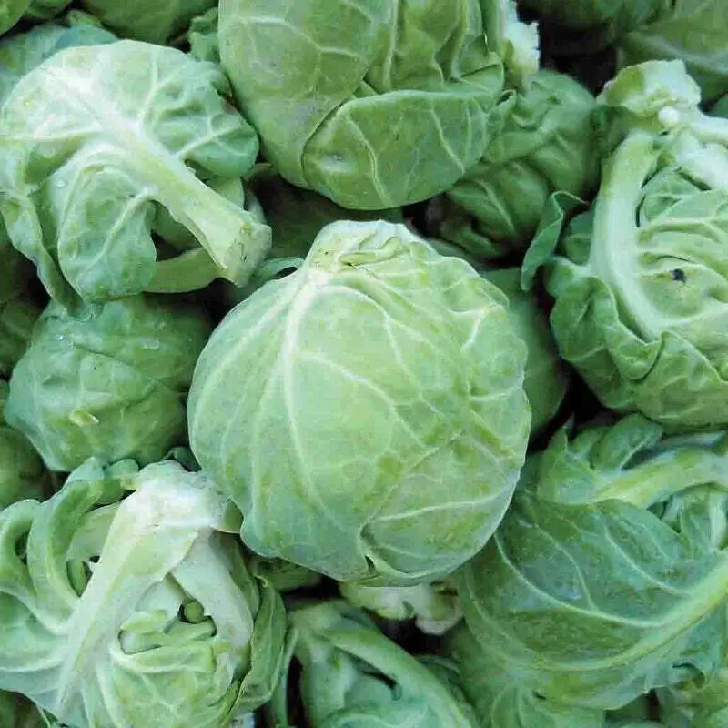 Catskill Brussels Sprouts Seeds| 300+ Seeds| NON-GMO| gallery