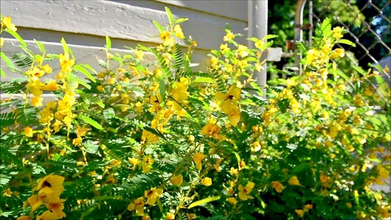 201+ PARTRIDGE PEA Seeds Native Wildflower Fall Food Source Turkey Deer Birds gallery