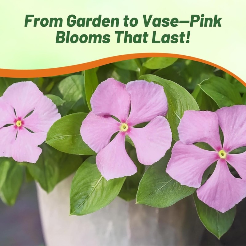 2000 Seeds Drought Tolerant Periwinkle Vinca Rosea Pink Ground Cover Plant Seed gallery