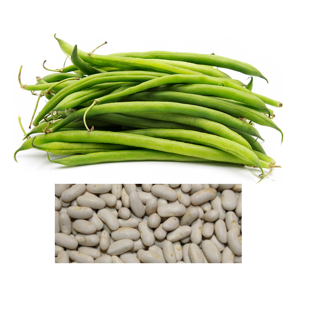 Blue Lake BUSH Beans | Non-GMO | Heirloom | Bulk Garden Seeds gallery