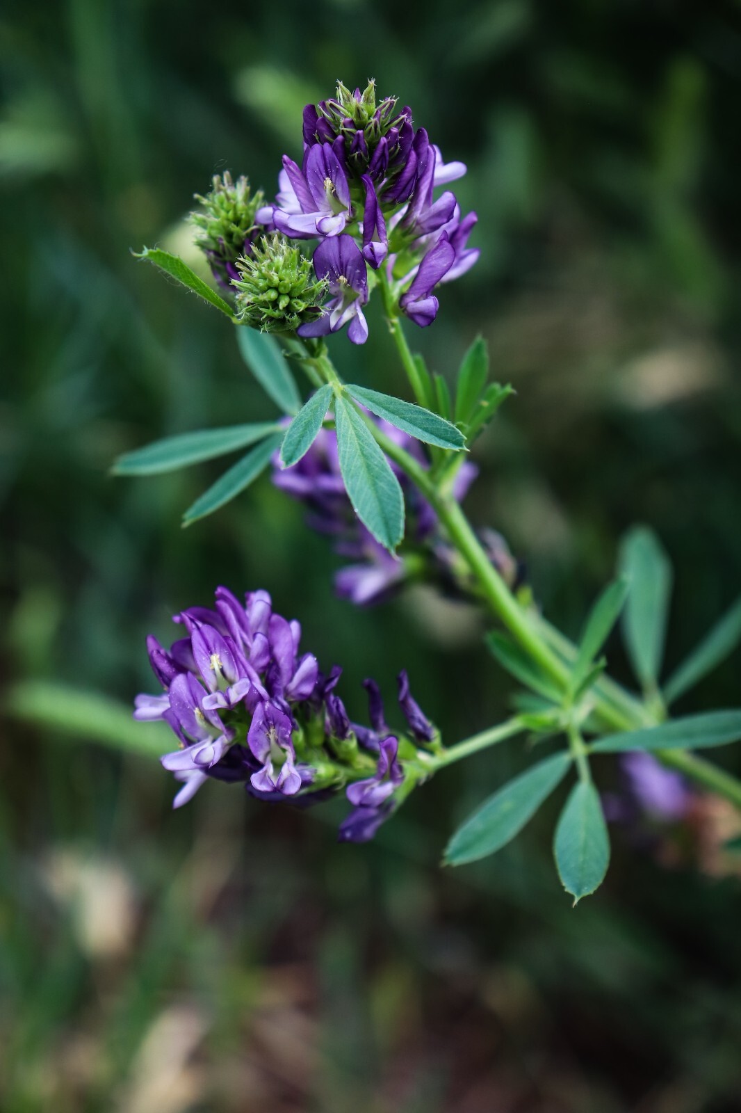 Alfalfa Seeds for Planting - High-Yielding Forage Crop Nitrogen-Fixing NON-GMO gallery