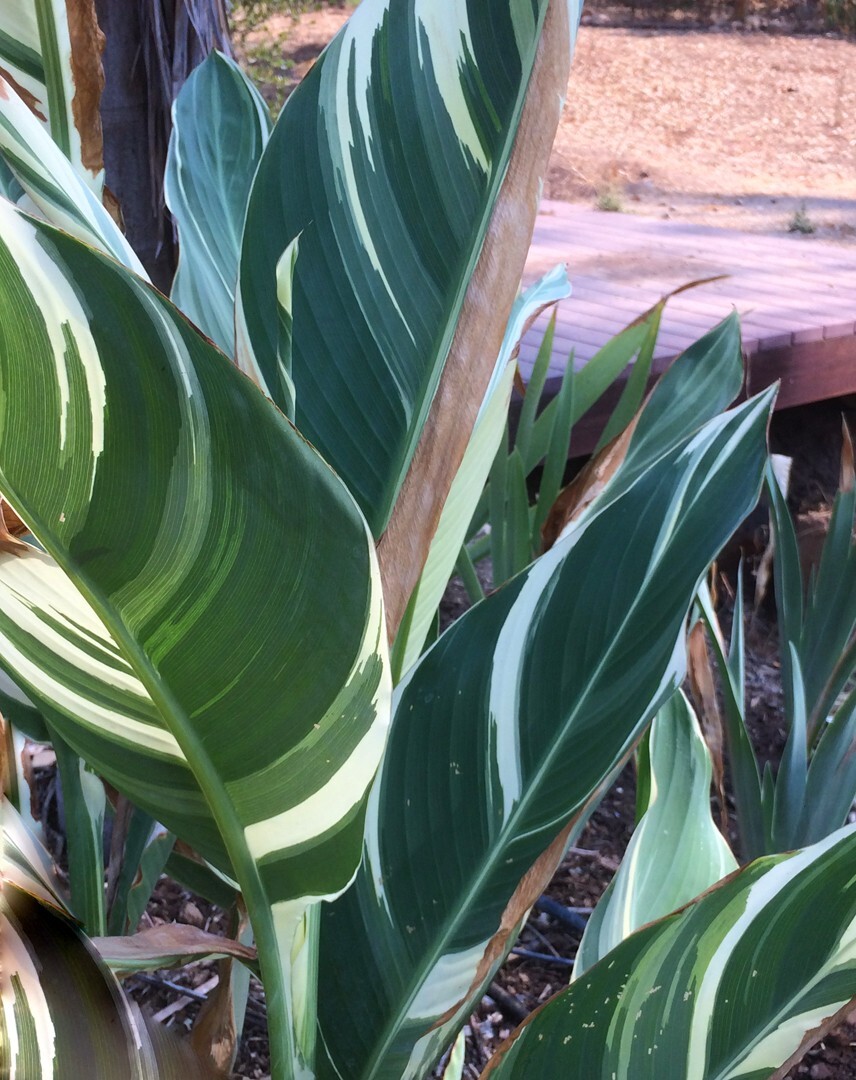Canna Lily (1) Rhizome "STUTTGART" Variegated Ivory Green Foliage! gallery