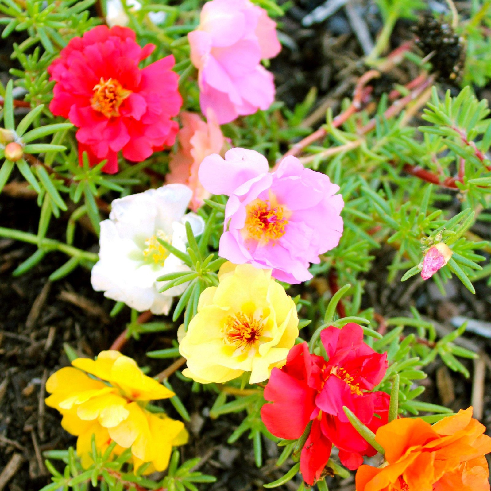 Portulaca Grandiflora, Double Moss Rose, Mix 500 Seeds Free Shipping! gallery