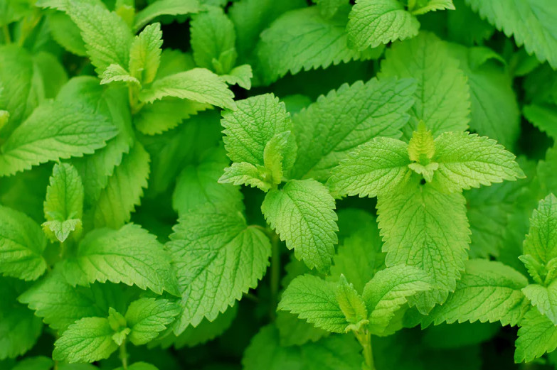 500+ Lemon Mint Seeds - Lemon Bee Balm - Heirloom - Organic - NON GMO -- FRESH gallery