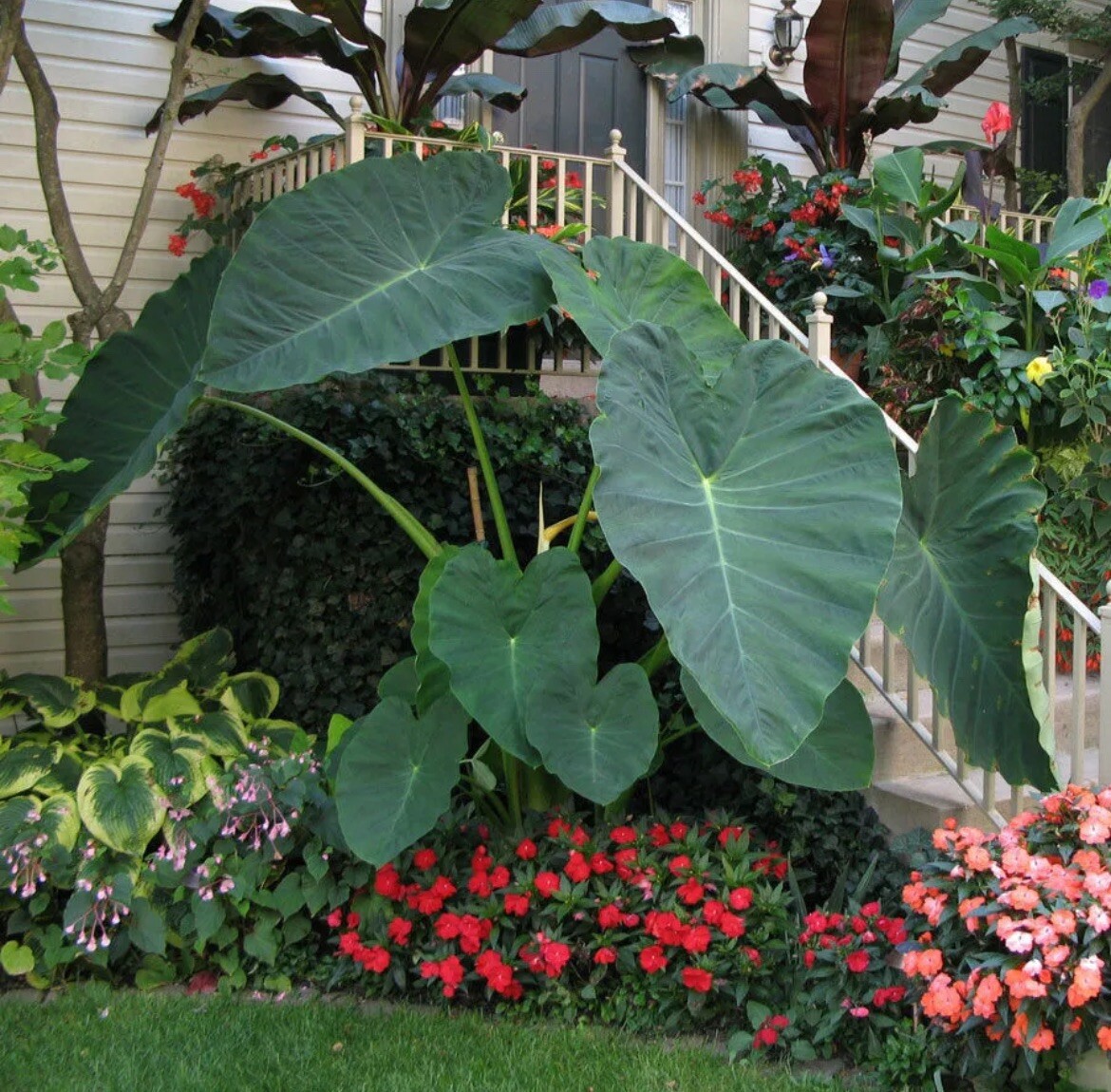 10 LIVE Colocasia Esculenta Elephant Ear Taro Gabi Kalo Eddo Bulbs READY to GROW gallery