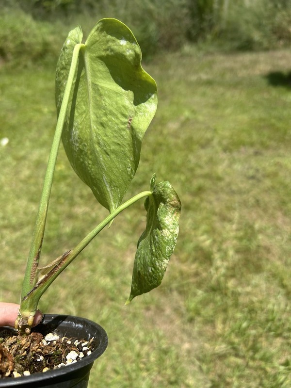 monstera mint variegated Rehab Live Plant gallery