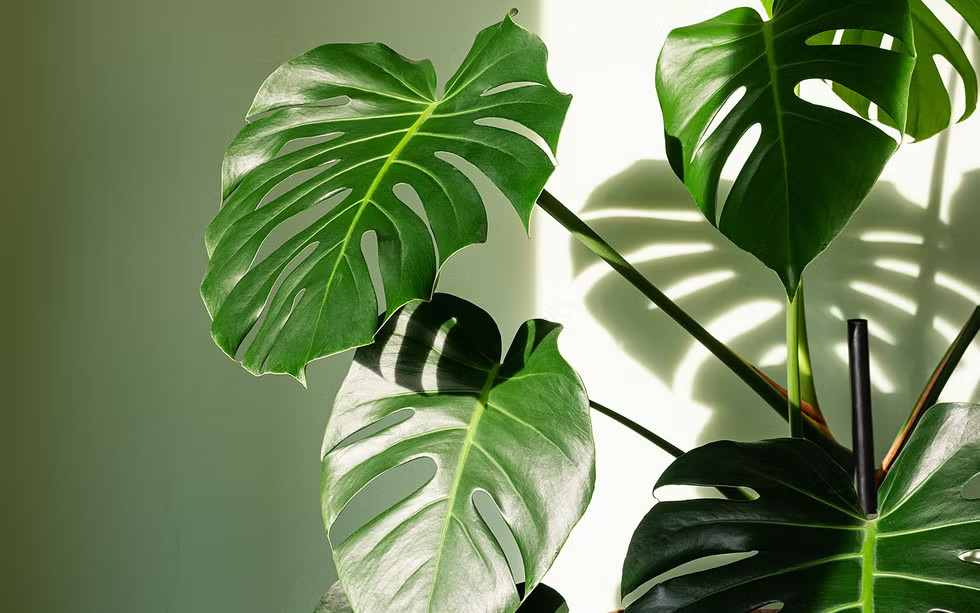 12+ Monstera Albo Cutted For Plant Garden Plantation gallery