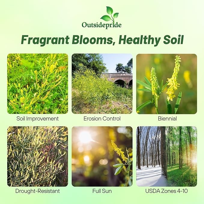 5 LBS - Inoculated Drought Tolerant Bulk Yellow Sweet Clover Seeds - Great gallery