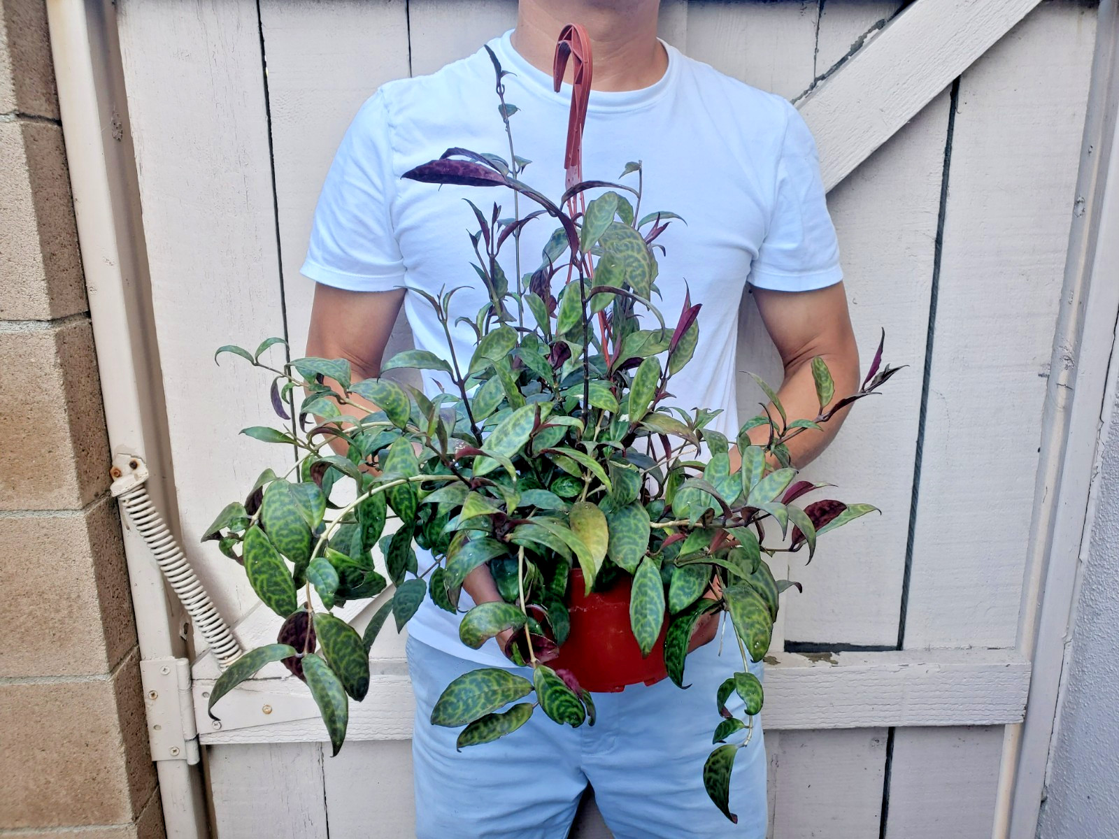 Black Pagoda Lipstick Plant gallery