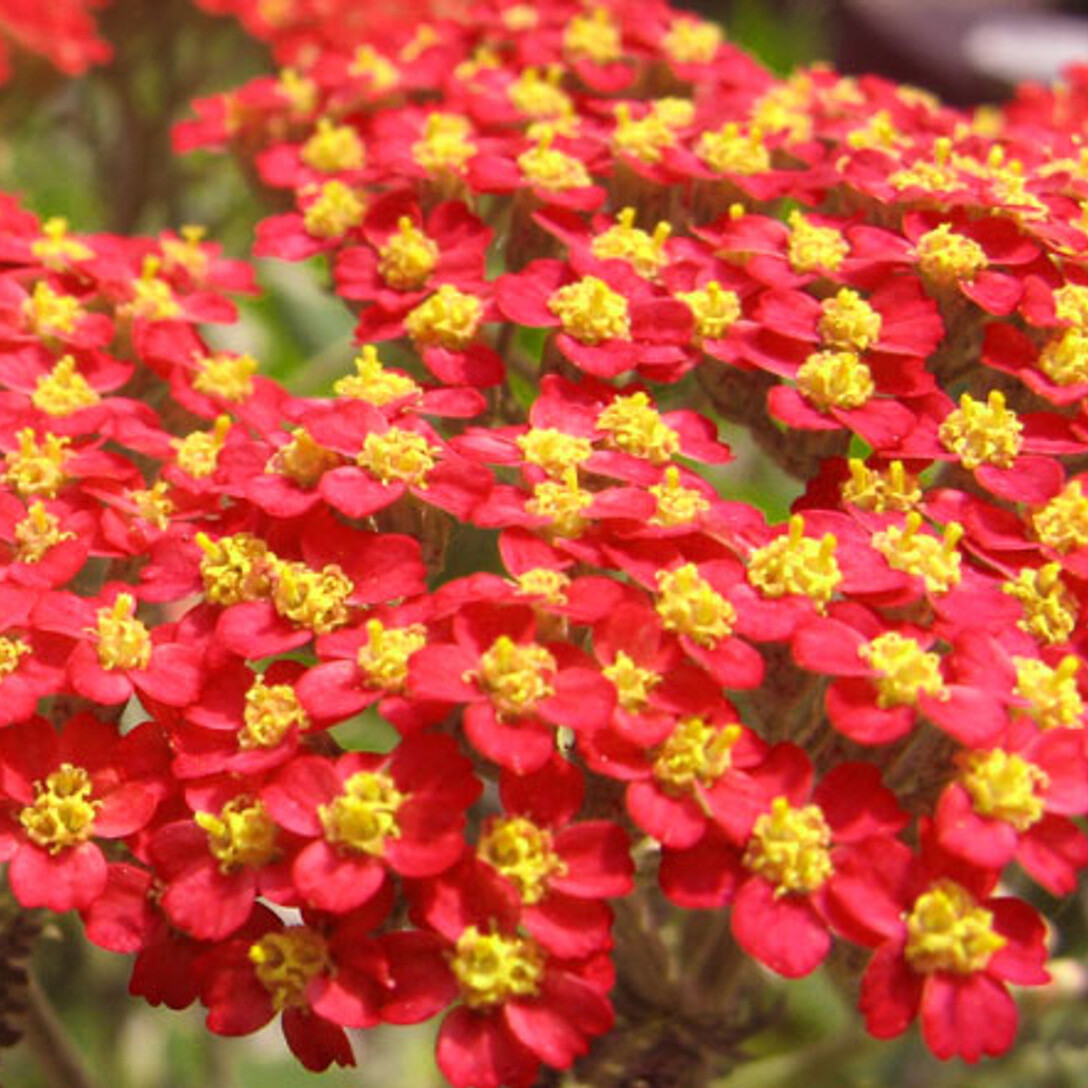 Red Yarrow Seeds | Heirloom / Non-GMO | Free Shipping | Seed Store | 1267 gallery