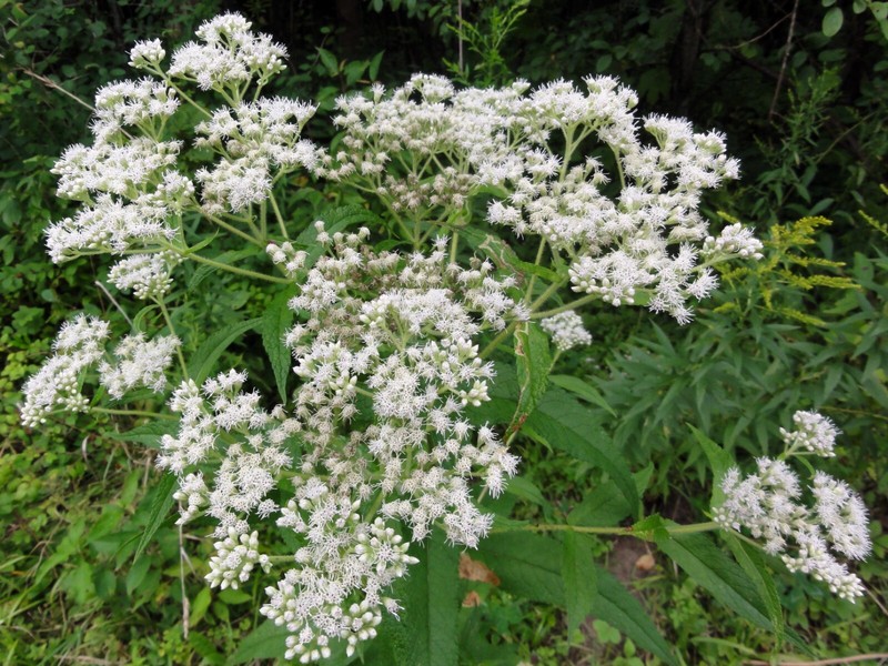 300 Common Boneset Seeds - Eupatorium perfoliatum - None-GMO Medicinal Herb gallery