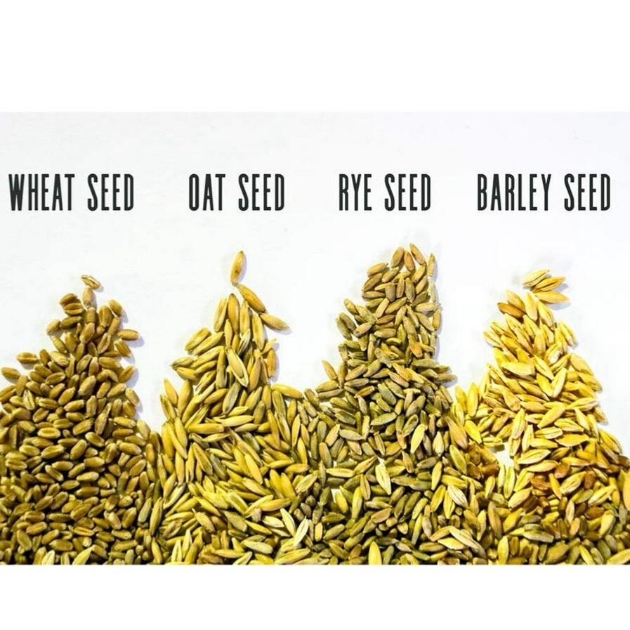 Cat Grass Mix - Red Wheat, Barley, Oats & Cereal Rye. 300+ Seeds, gallery