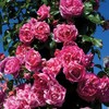 Raspberry Creme Twirl Climbing Rose 1.5 Gal Potted Striped Flowers, Own Root gallery