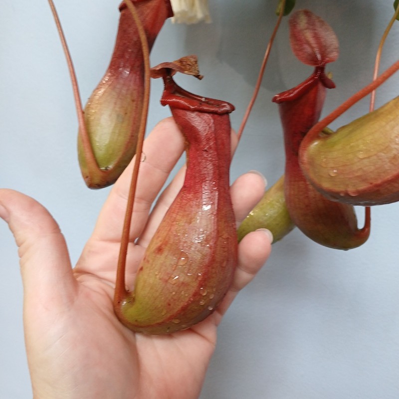 Pitcher Plant gallery