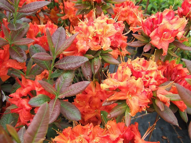 FIREBALL~~Azalea Rhododendron~Well Rooted STARTER Plant! gallery