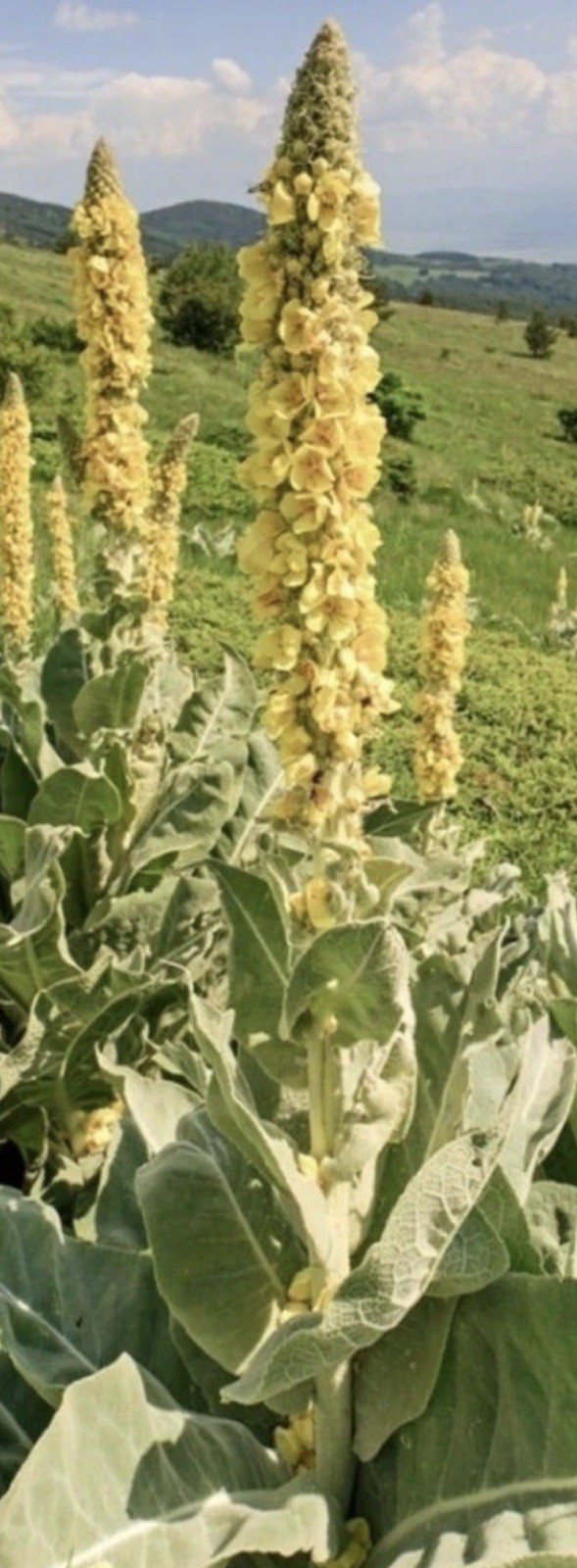 Common Mullien Seeds-Hand Harvested-Multi Use Plant-Organically Grown gallery