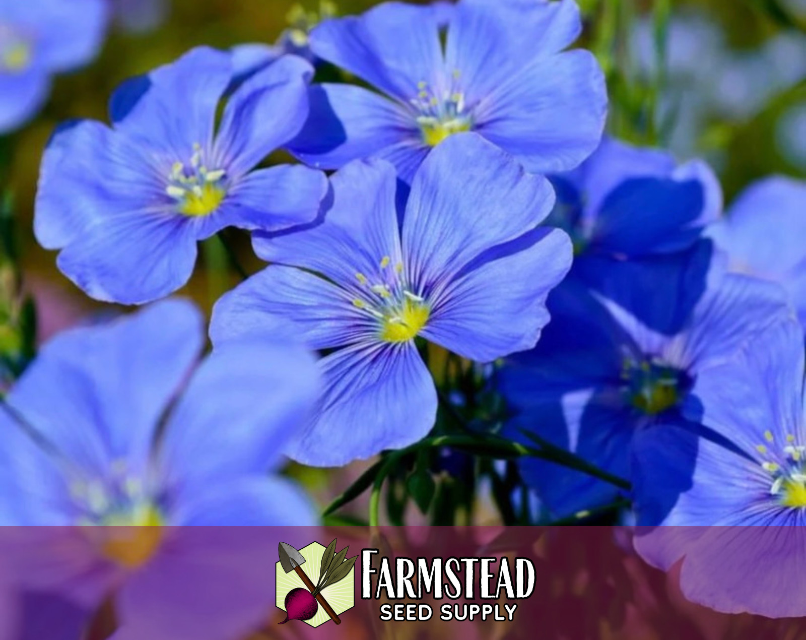 2,000+ Blue Flax Seeds | Flower Gardening, Perennial Wildflower Plant, Linseed gallery
