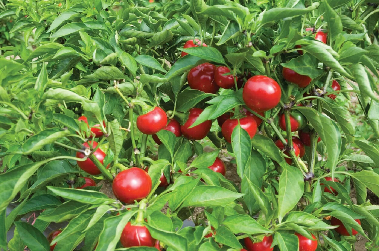 25 SWEET RED CHERRY PEPPER SEEDS ~ heirloomseedguy ~ 2026 ~ NON-GMO gallery
