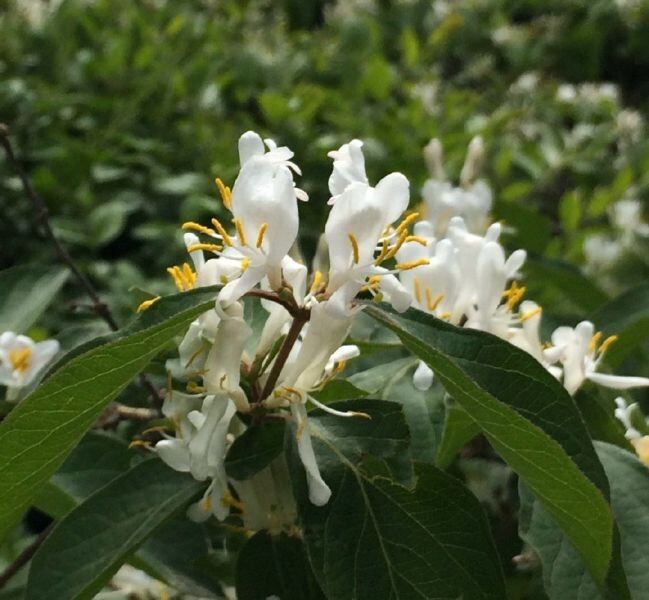 50Pcs Lonicera fragrantissima | Winter Honeysuckle | 50_Seeds gallery