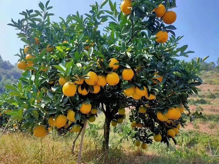 23 Sweet Orange Tree Seeds gallery