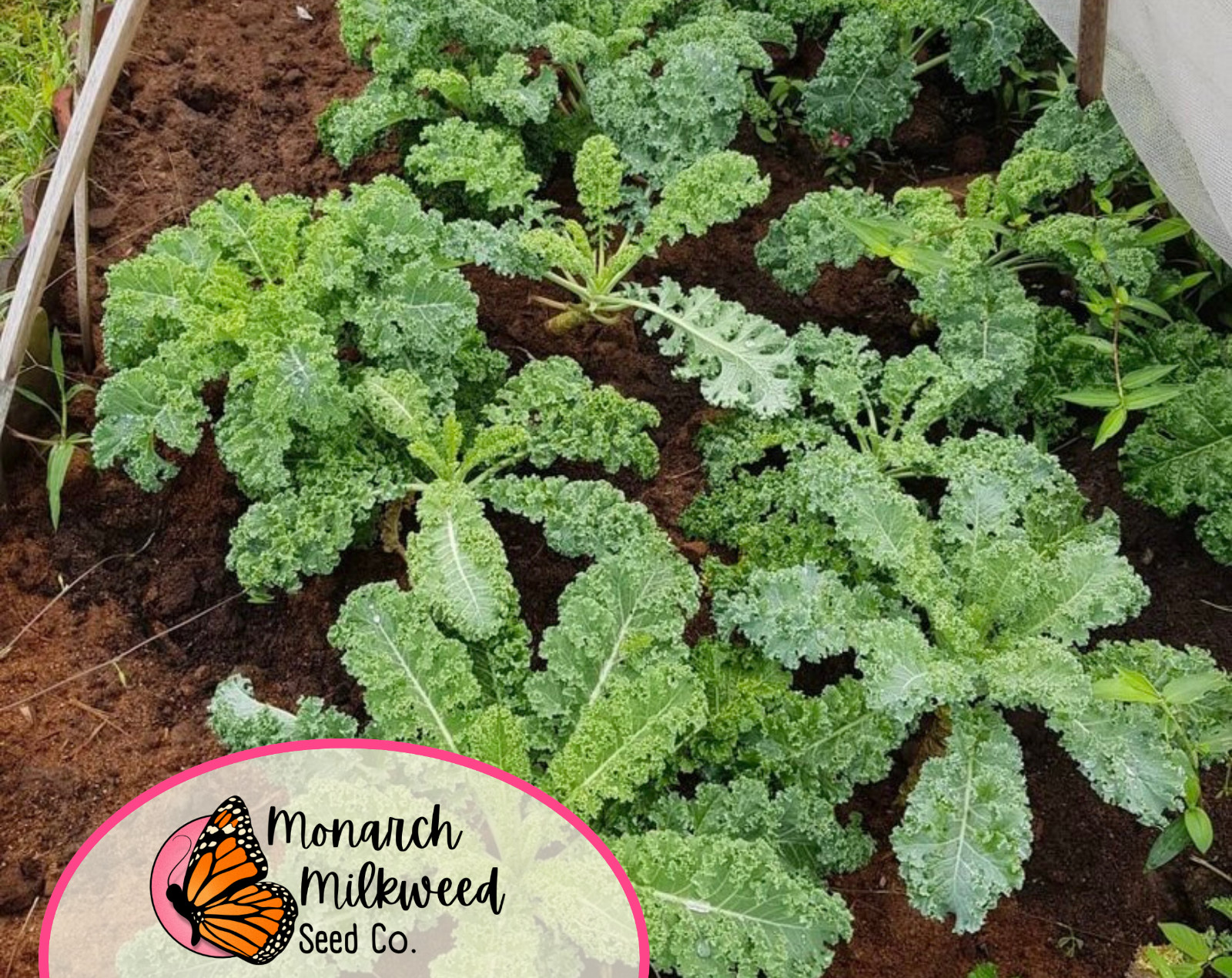 2500+ Kale Seeds 'Vates Blue Scotch Curled' | Heirloom, Non-GMO Vegetable Seeds gallery