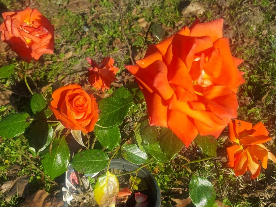 MARINA Everblooming Floribunda Salmon Orange Rose 2 Gal Bush Plants Plant Roses gallery