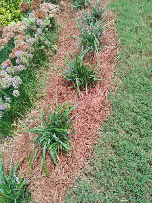 Monkey Grass, Big Blue, Clumping, Lirope 60 Bare Root Plants gallery