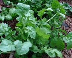 Arugula Roquette / Rocket select 200 – 32,000 seeds Heirloom wholesale Healthy