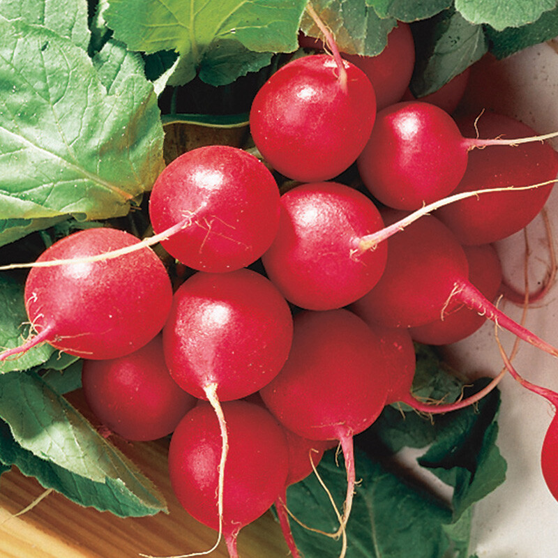 Cherry Belle Radish Seeds, NON-GMO, Fast Harvest, Variety Sizes, FREE SHIPPING gallery