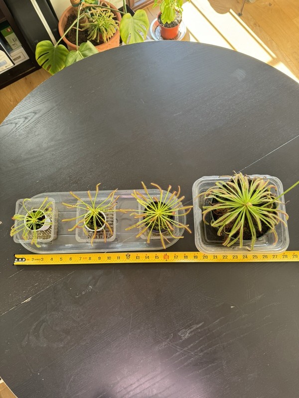 Medium (3-4in) Carnivorous Cape Sundew (Drosera capensis) gets rid of bugs! gallery
