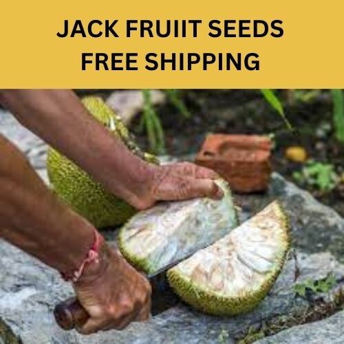 Seeds Jackfruit Fruit Tropical Tree Flower Largest seeds 2kg Fresh Jack Organic gallery