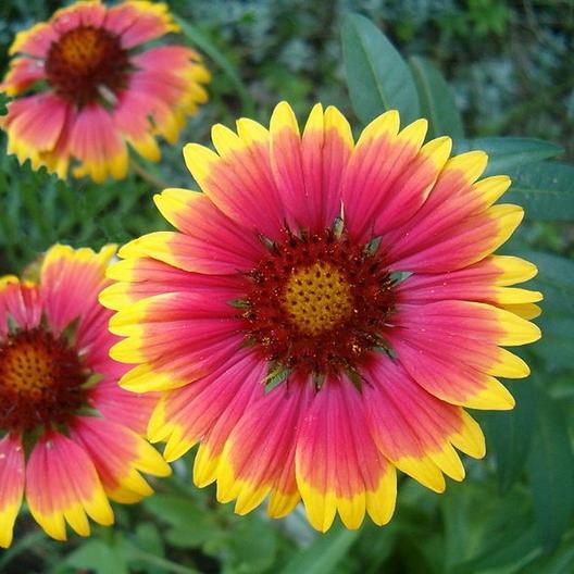 Wildflower Mix NATIVE ALL PERENNIAL Butterflies BEES Heirloom Non-GMO 500 Seeds! gallery