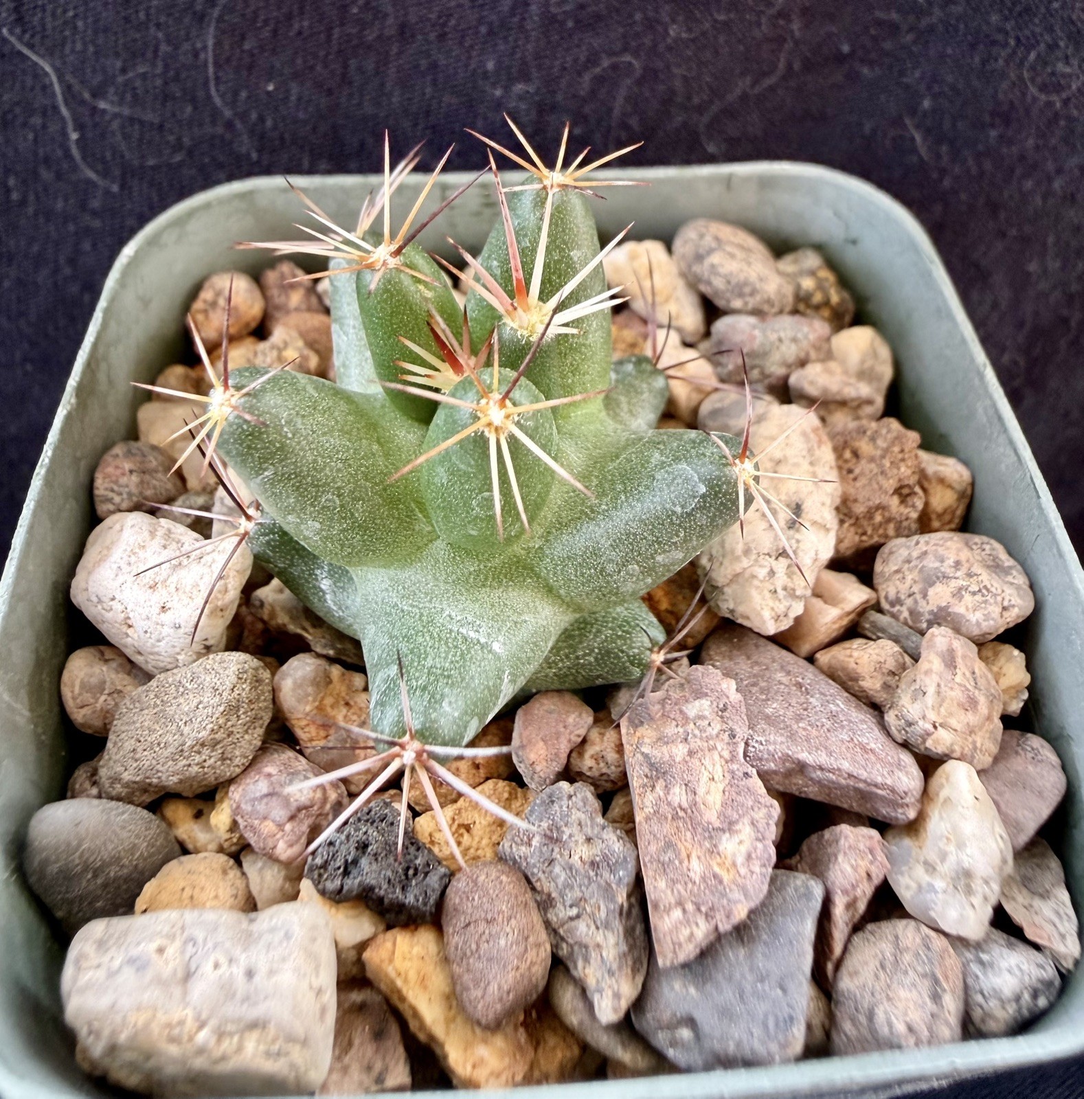 Coryphantha macromeris ssp. runyonii gallery