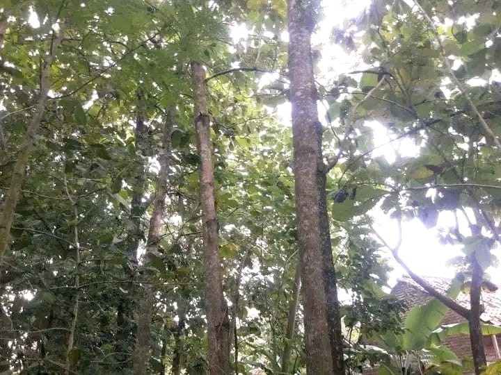 50++ Golden Teak Tree Seedss (Tectona grandis) for Plantingg gallery