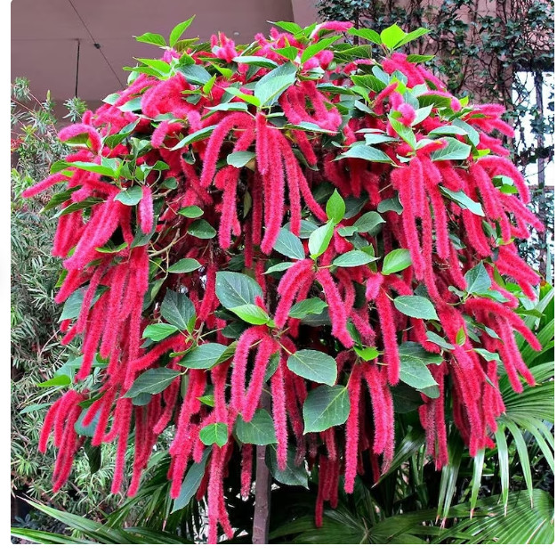 *GIANT CHENILLE*Acalypha Hispida*Starter Plant*Attracts Hummingbirds/Butterflies gallery