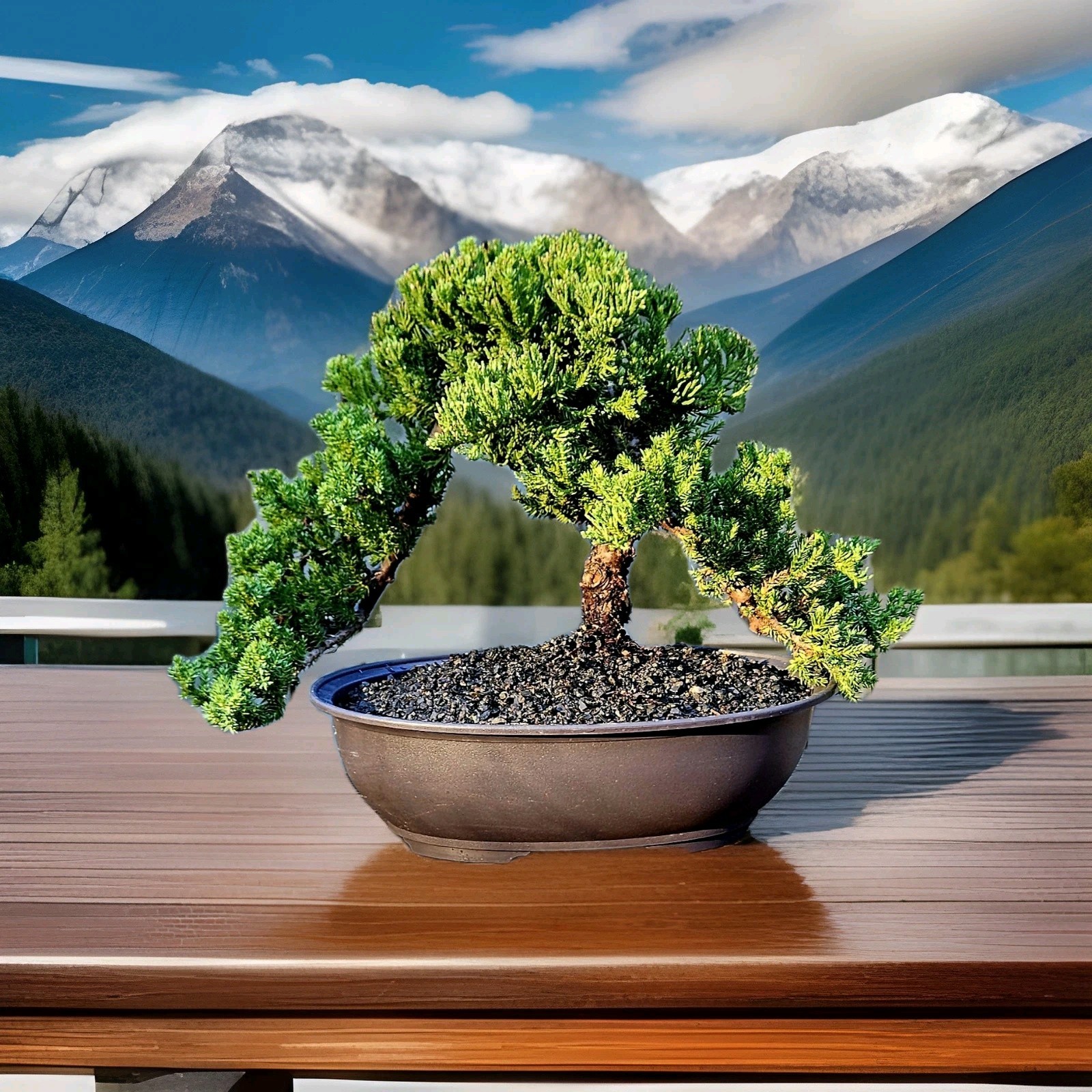 Japanes Juniper Bonsai In 9 Inch Plastic Pot With Tray. 15 Year Old Beauty. gallery