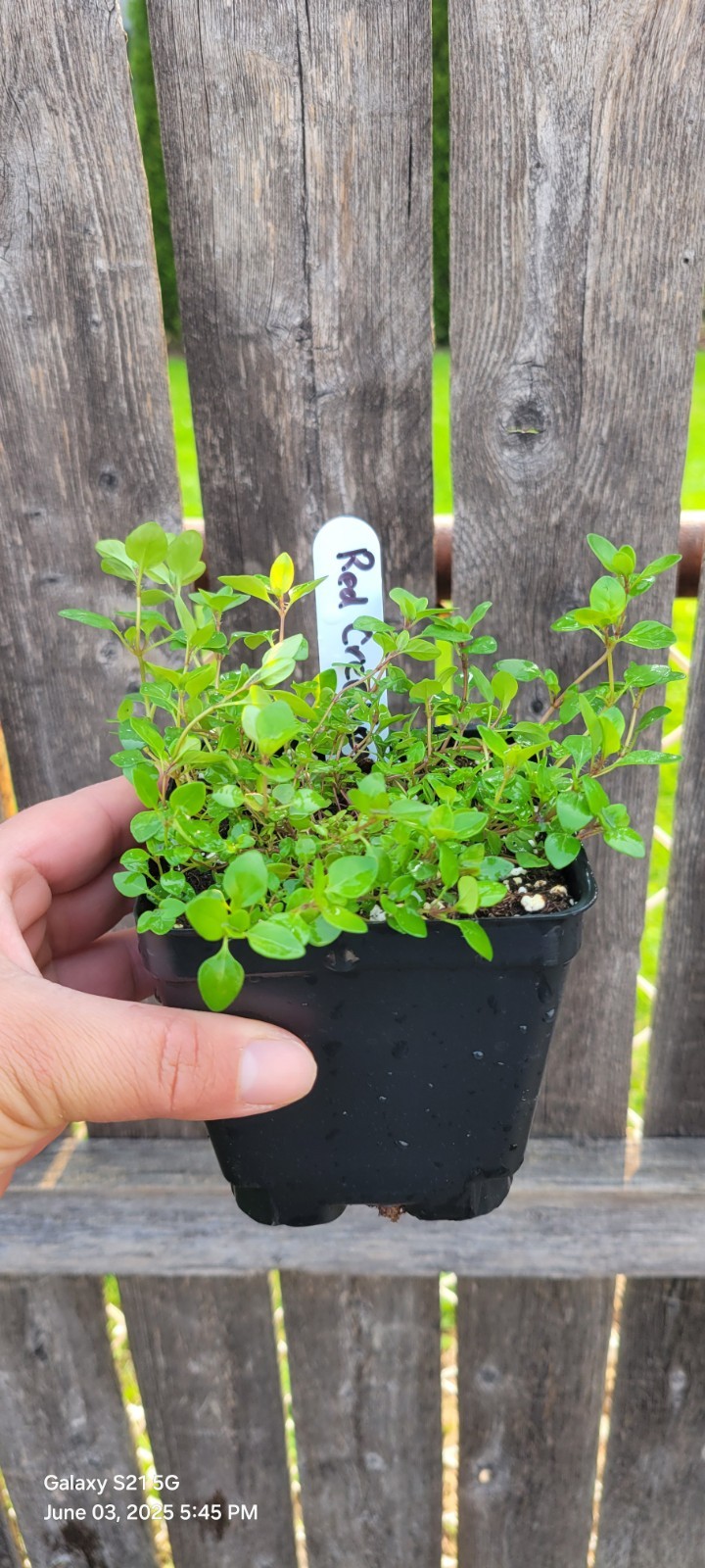 Creeping Thyme Live Plant, 4" Pot Ground Covering Plants 6 Colors Available gallery