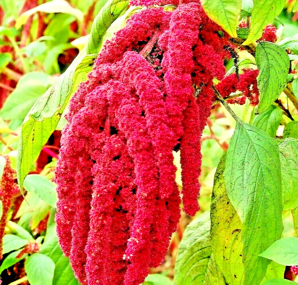 2000 AMARANTH SEEDS LOVE LIES BLEEDING AUTUMN FLOWER GARDEN HEIRLOOM NON-GMO USA gallery