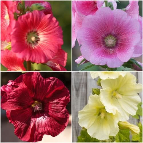 Single Hollyhock Mixture (Alcea rosea) gallery