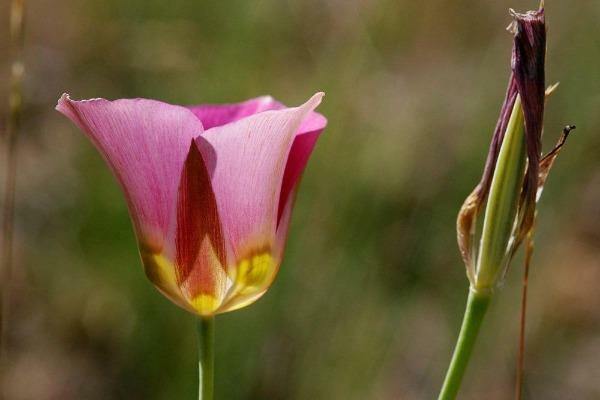 Calochortus nuttallii (pink form) | Nuttall's Mariposa | Sego Lily | 10 Seeds gallery