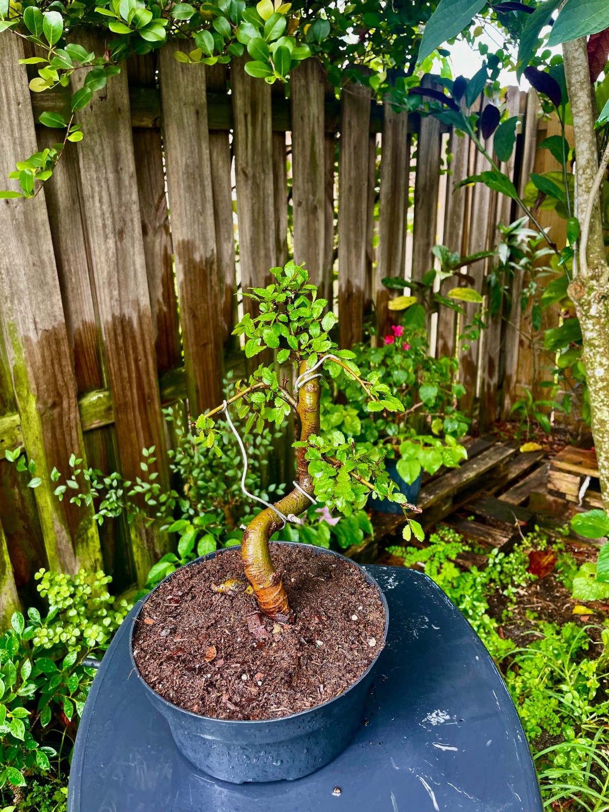 CHINESE ELM Pre-Bonsai /Bonsai S Tree Cold Hardy / Tiny leaves 5 years old gallery