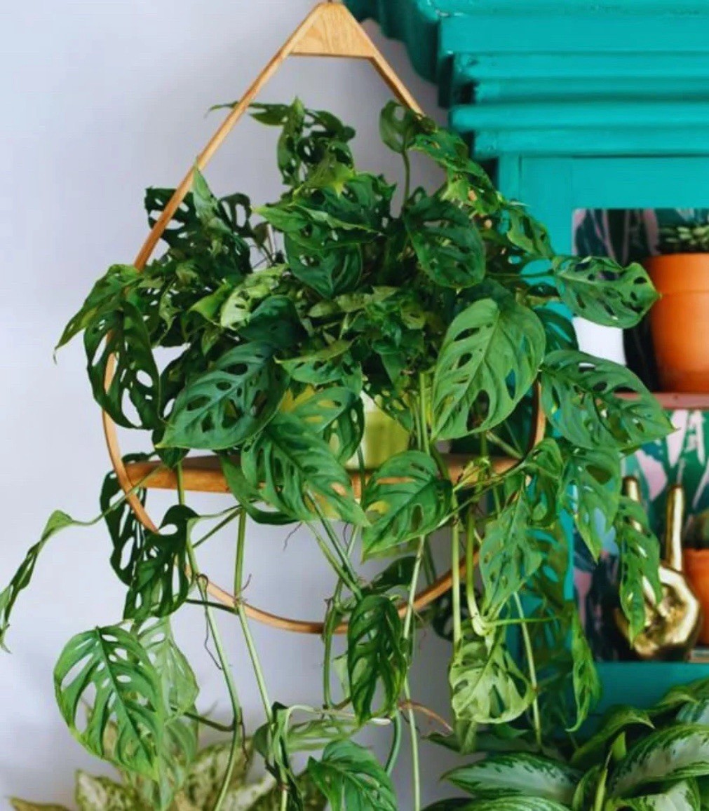 MONSTERA ADANSONII SWISS CHEESE ROOTED LIVE PLANT gallery
