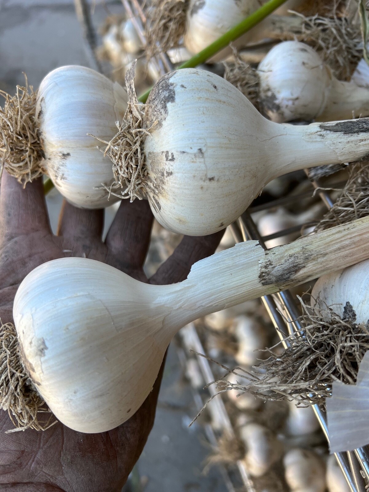 MUSIC GARLIC, Organic, Fresh, Each order has 2+ lbs gallery