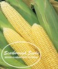 Scarborough Seeds Corn Early Sunglow 25 Seeds, Only 62 days! gallery