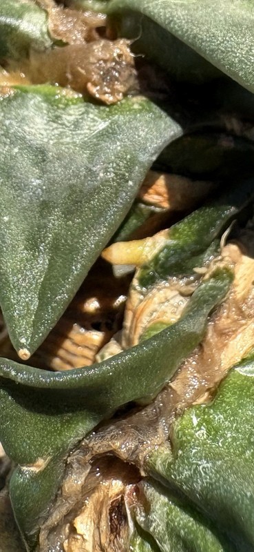 A. Trigonus gallery