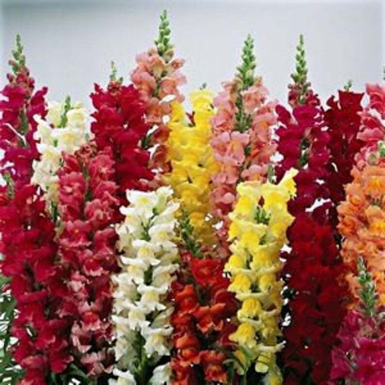 Snapdragon Seeds, Tetra Mix, Multi Color Blooms, Bees and Butterflies, FREE SHIP gallery