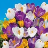 Large Crocus Mix Fall Flower Planting 20 Bulbs gallery