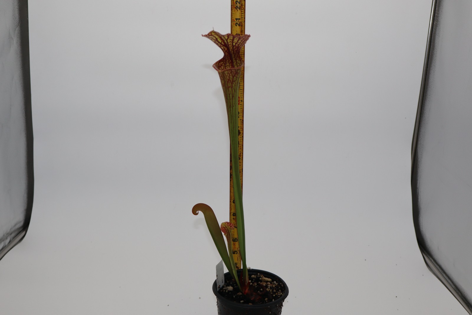 Sarracenia - Unknown - From Brooks Garcia gallery