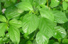 GREEN JUTE, EGYPTIAN SPINACH, SALUYOT 750 SEEDS, Good GERMINATe .1.5 Gram gallery